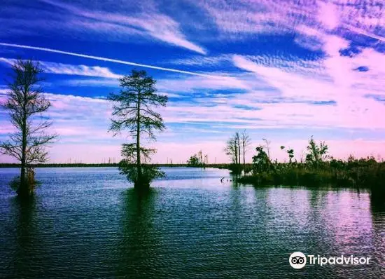 Great Dismal Swamp National Wildlife Refuge