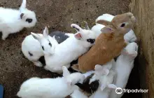 日光花いちもんめ