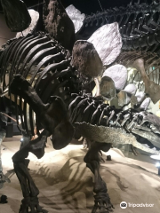 Mifune Dinosaur Museum