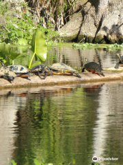 Silver Springs River