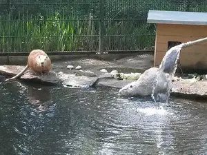 ティアー・ウント・プフランツェンパーク・ファザネリー・ヴィースバーデン