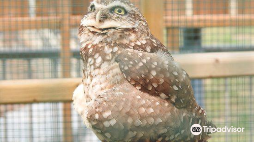 Burrowing Owl Interpretive Centre