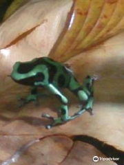 Ranario Monteverde Frog Pond