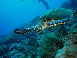 Diving in Hurghada