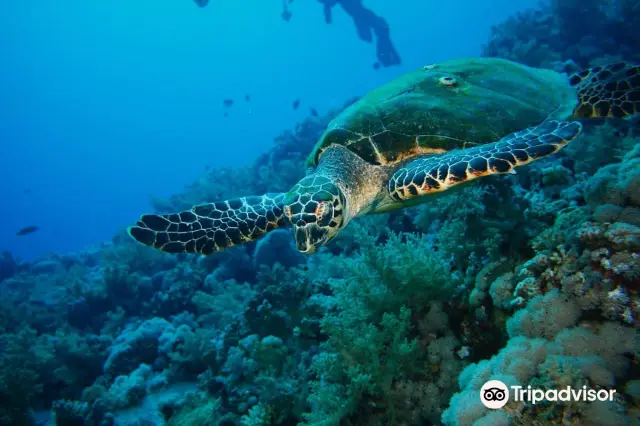 Diving in Hurghada