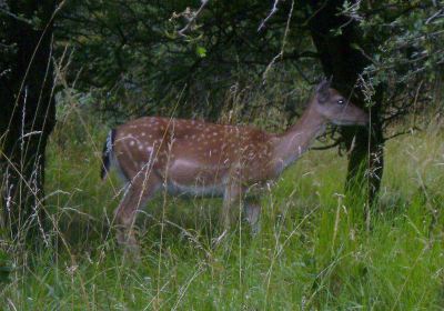 Cannock Chase District