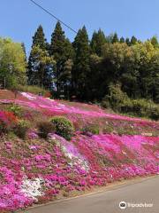 足立家の芝桜園