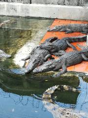 Hoa Ca Crocodile Farm