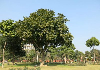 Rose garden Bathinda