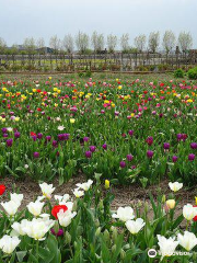 Snijbloemen Pluktuin Bakkum