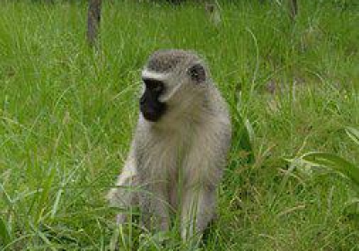 Vervet Monkey Foundation