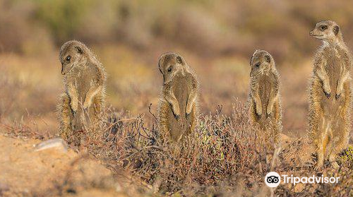 Meerkat Magic