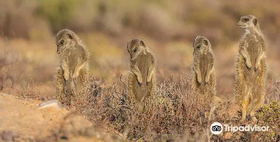 Meerkat Magic