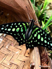 Istanbul Butterfly Farm