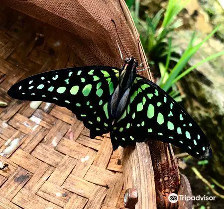 Istanbul Butterfly Farm