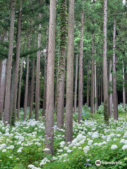 Michinoku Hydrangea Garden