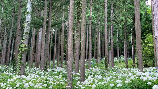 Michinoku Hydrangea Garden