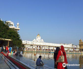 Dukh Bhanjani Ber Tree