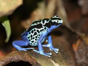 奧利默倫動物園