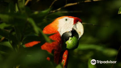 Macaw Recovery Network