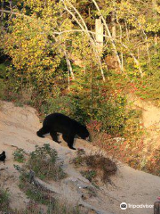 Observation de l'ours noir