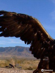 Tucson Wildlife Center