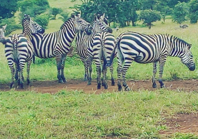 Kawira Safaris Ltd