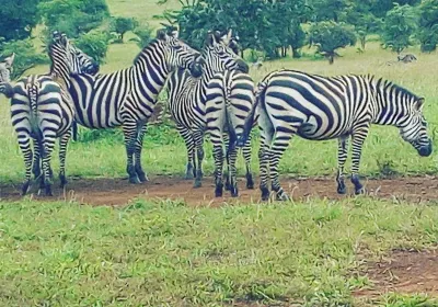 Kawira Safaris Ltd