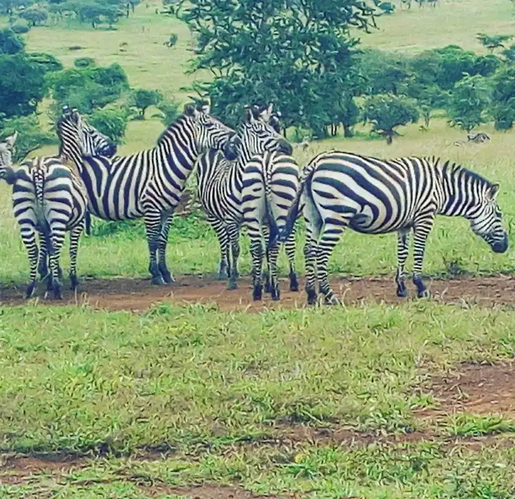 Hotel dekat Kawira Safaris Ltd