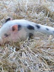 Wisconsin Rapids Municipal Zoo