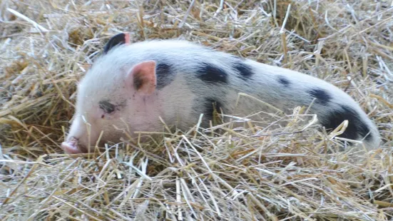 Wisconsin Rapids Municipal Zoo