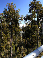 Westcoast Treetop Walk & Tower Zipline