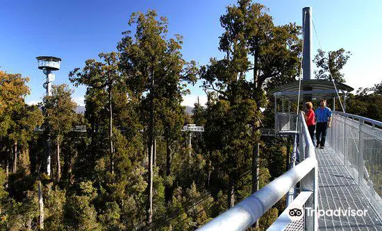 Westcoast Treetop Walk & Tower Zipline