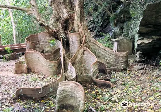 Sundari Tree at Kawata