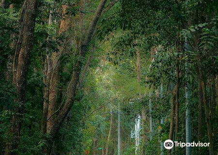 Banyuwangi
