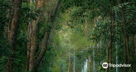 Alas Purwo National Park