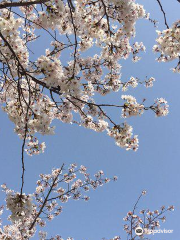 Kishiwada Central Park