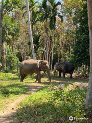 Phuket Elephant Park