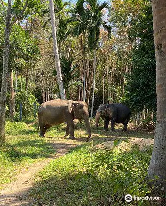 Phuket Elephant Park