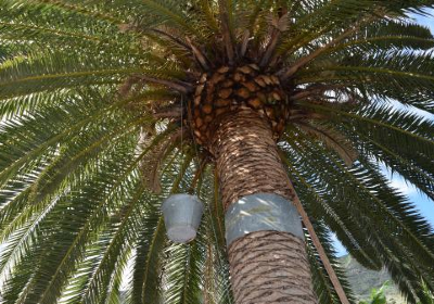 Jardin de Frutas Tropicales