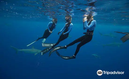 Scuba Diving in Honolulu