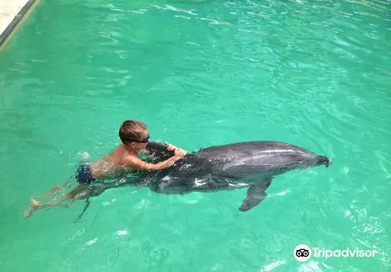 Dolphinarium