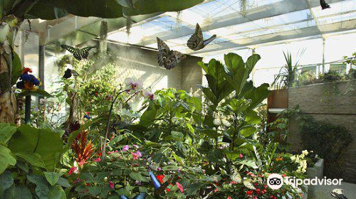 Collodi Butterfly House