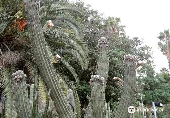 モセン・コスツ・イ・ジョベラ庭園