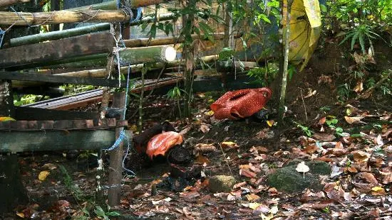 Napalus Rafflesia Garden