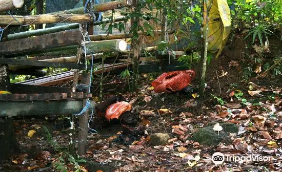 Napalus Rafflesia Garden