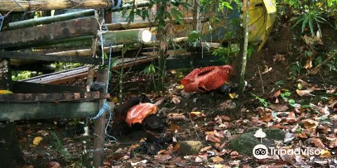 Napalus Rafflesia Garden