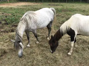 La Dame Blanche - Zoo and Backup Center