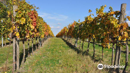 Weingut Markus Tschida