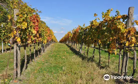 Weingut Markus Tschida